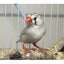 Arcadia BIRD HO T5 46" Fixture Full Spectrum UVB Bird Lighting Arcadia bird