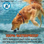 Bark Collar Dog Training Anti Kit Shock Auto Led Pet Rechargeable No Positive Control Shocker Stop Talis Us