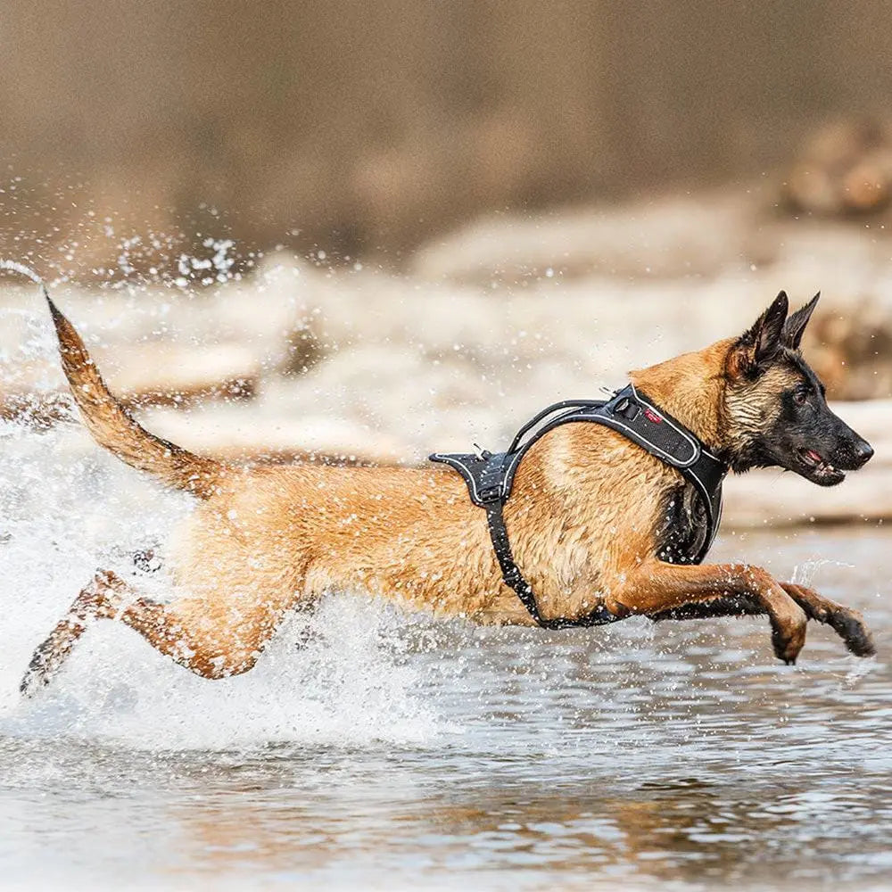 Belka Big Dog Harnesses Adjustable Step-in Choke-Free Reflective Vest for Larger Dogs Curli