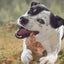 Cadet Farm to Paws Beef Chops - Natural Dog Chews 8 oz Cadet