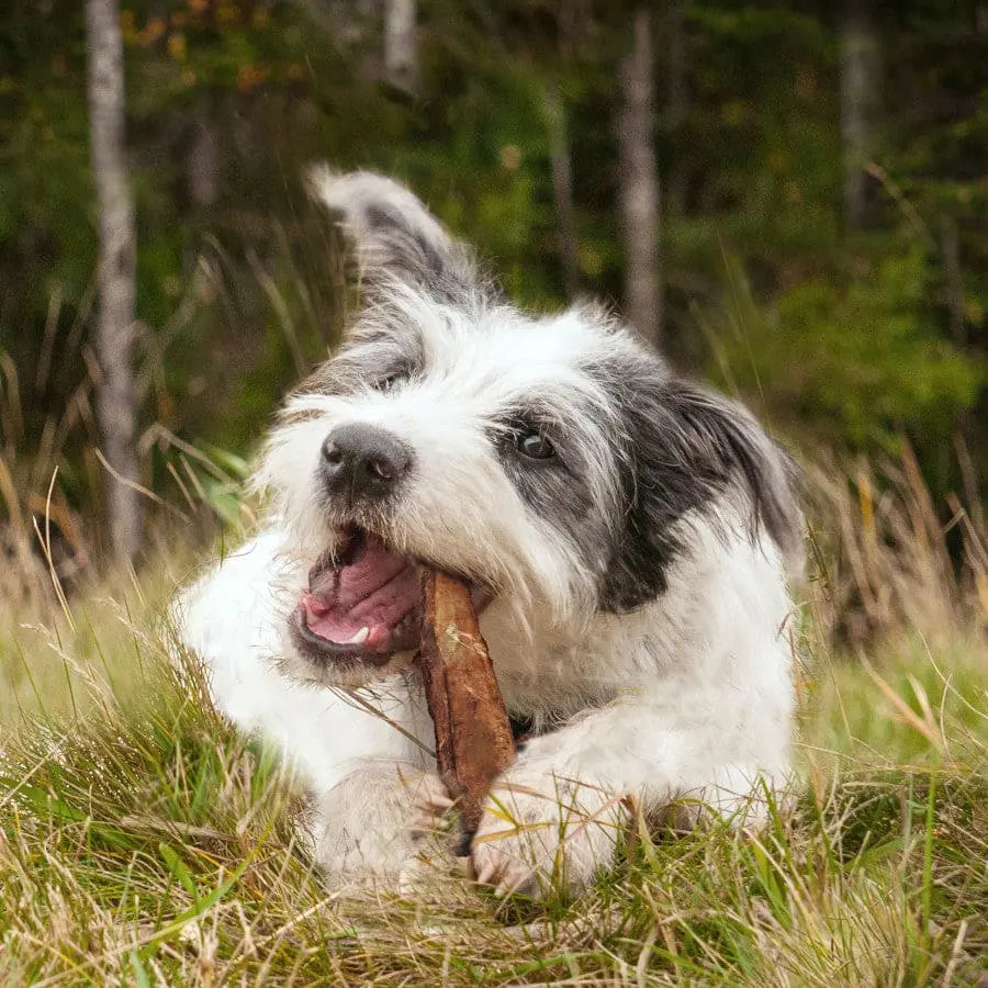 Cadet Farm to Paws Beef Rib Bones Natural Dog Chews Cadet