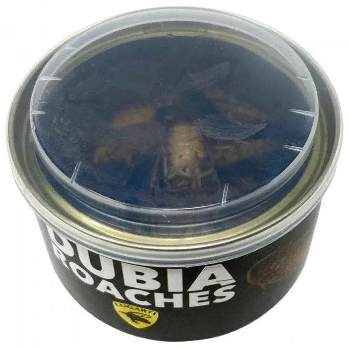 Canned Reptile Food Dubia Roaches Lugartis