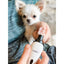 Dog Nail Grinder Trimmer Professional Electric Pet Grooming 2 Extra Grinder Heads Talis Us