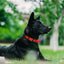 Dogline Biothane Waterproof Dog Collar Strong Coated Nylon Webbing with Black Hardware Odor- Proof Dogline WP