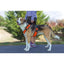 EasySport Comfortable Dog Harness EasySport CPD