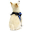 Escape Free Easy Fit Harness Gooby WP