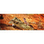 Exo Terra Terrarium Crocodile Skull Decoration Exo-Terra