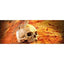 Exo Terra Terrarium Primate Skull Decoration Exo-Terra