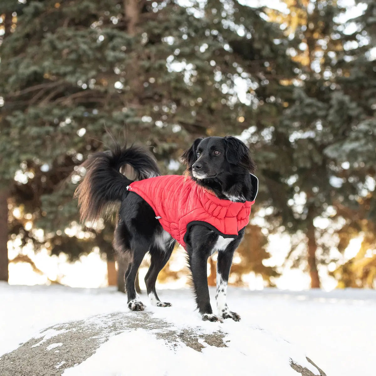 GF Pet Reversible Chalet Winter Dog Jacket GF Pet