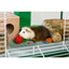 Grassy Nibblers Trio Woven 3 pc set Prevue Pet