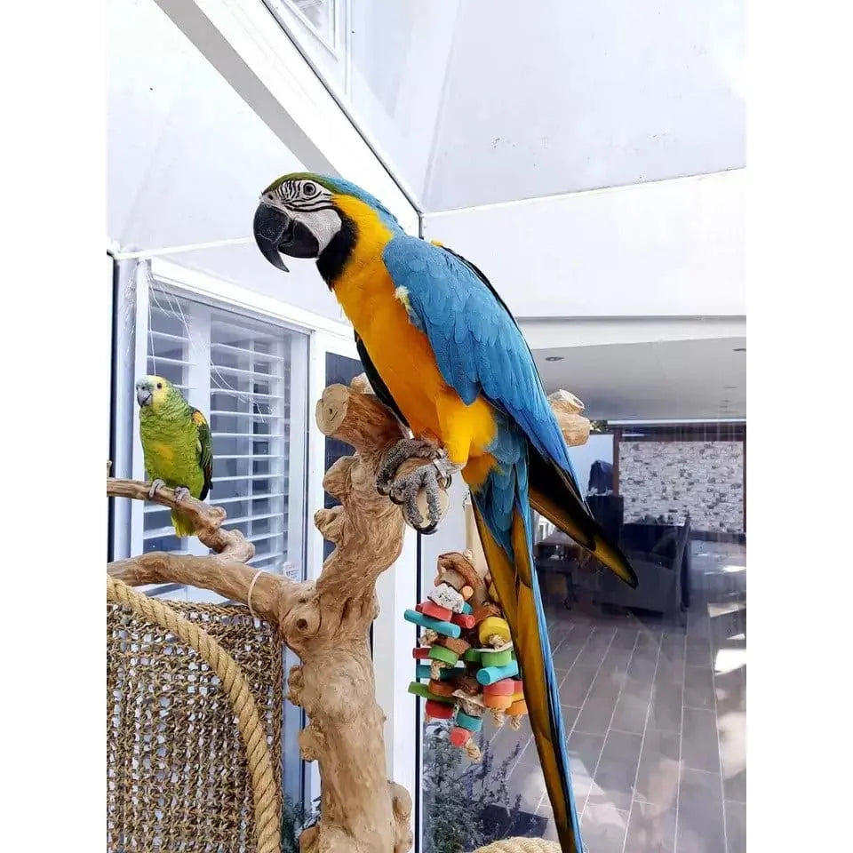 Parrot tree shop stand for sale