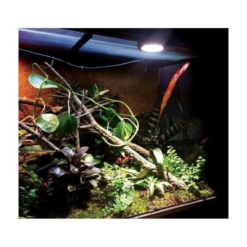 Miljøvenlig dinosaurus Interessant Jungle Dawn LED Spotlight - 40w (Arcadia) – Talis Us