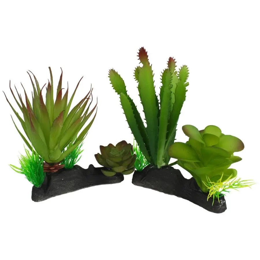Komodo Cactus & Succulent Plant Komodo