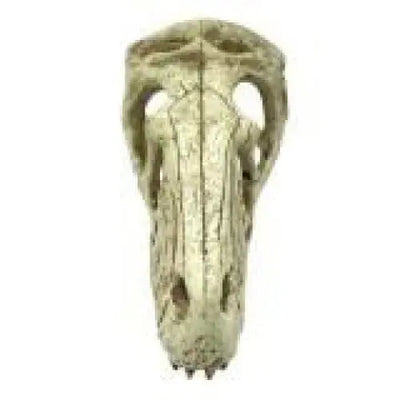 Komodo Raptor Skull Reptile Hideout Raptor Skull Tan 1ea Komodo