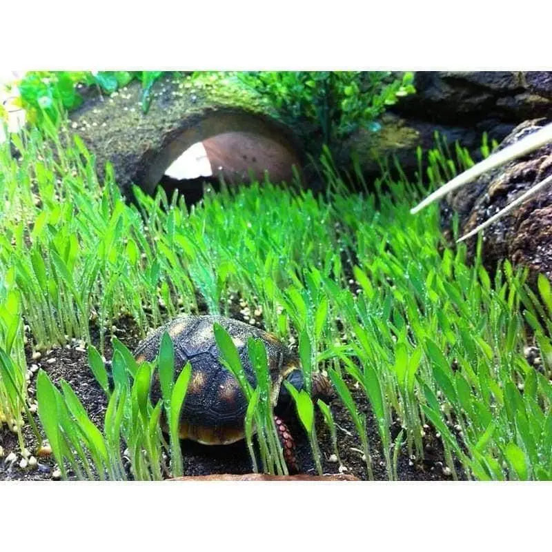 Lugarti Terrarium Grass Natural Reptile Bedding for Tortoises Lugarti's