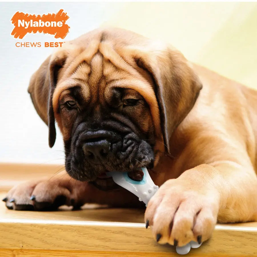 Nylabone Puppy Power Chew Knuckle Bone & Pop-In Puppy Treat Toy Combo Nylabone