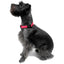 Nylon Flat Dog Collar Adjustable Pet Collars for Puppy Small Medium Large Dogs Dogline
