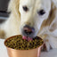 Open Farm® Ancient Grains High-Protein Dry Puppy Food Open Farm