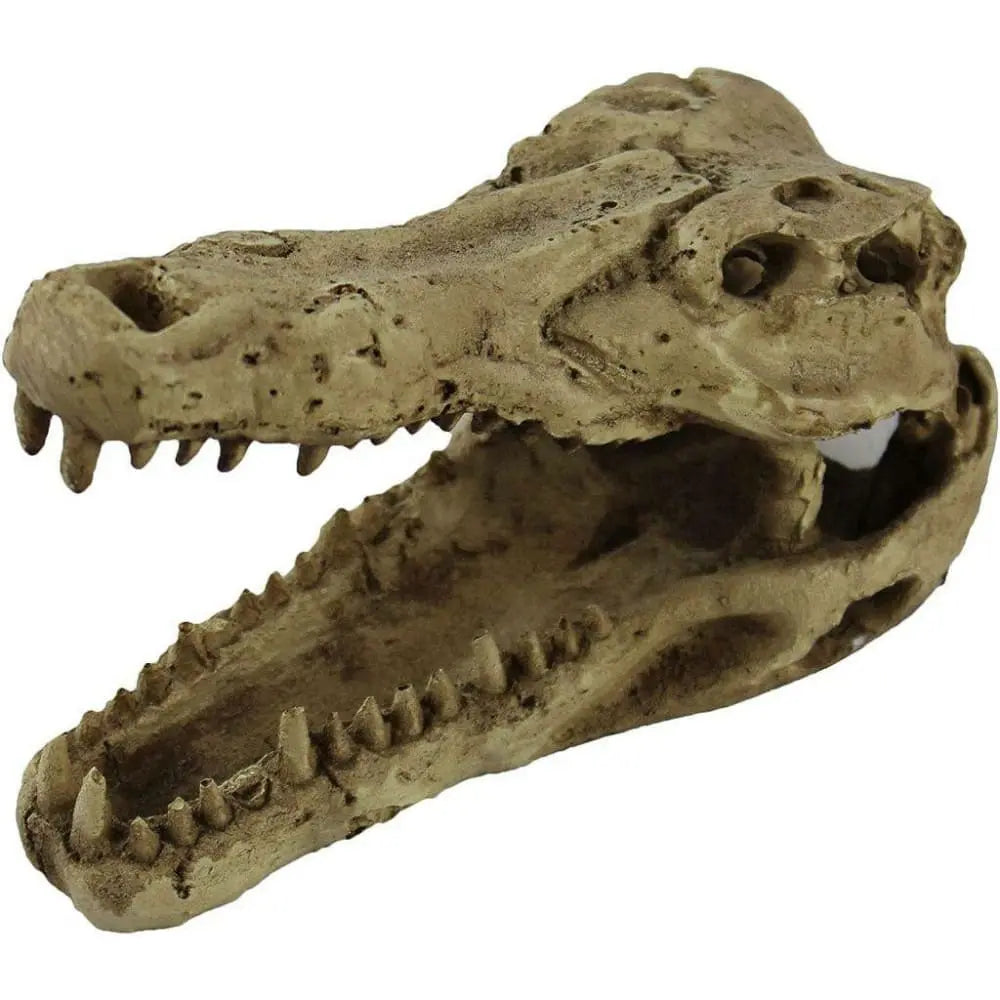 Pangea Crocodile Skull Pangea