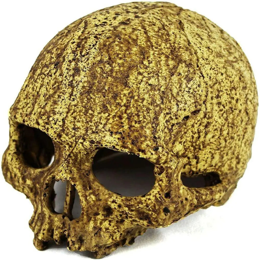 Pangea Human Skull Cave Pangea