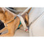 PetSafe 3in1 Dog Harness PetSafe CPD