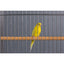 Prevue Pet Products Small Bird Wrought Iron Flight Bird Cage F041 Prevue Pet