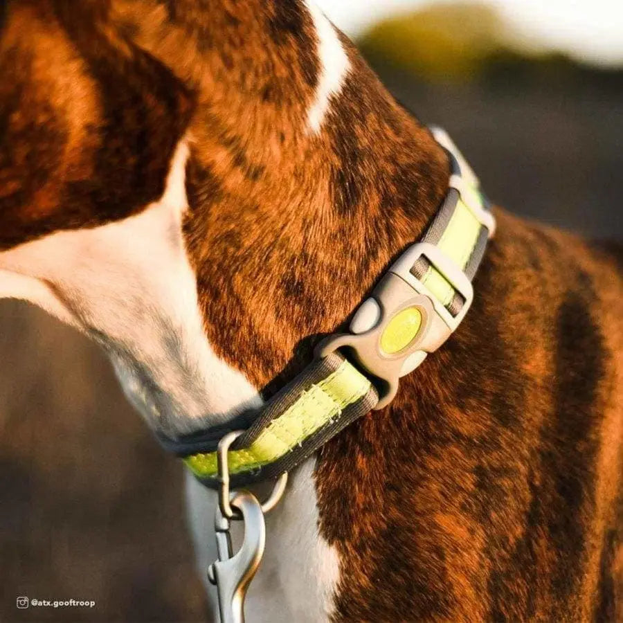 Pro Reflective Adjustable Nylon Dog Collar Pro CPD