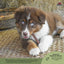 Redbarn Pet Products Odor Free Bully Stick Dog Chew 35ea/12 in, 35 ct Redbarn