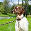 Remington Adjustable Patterned Dog Collar Remington CPD
