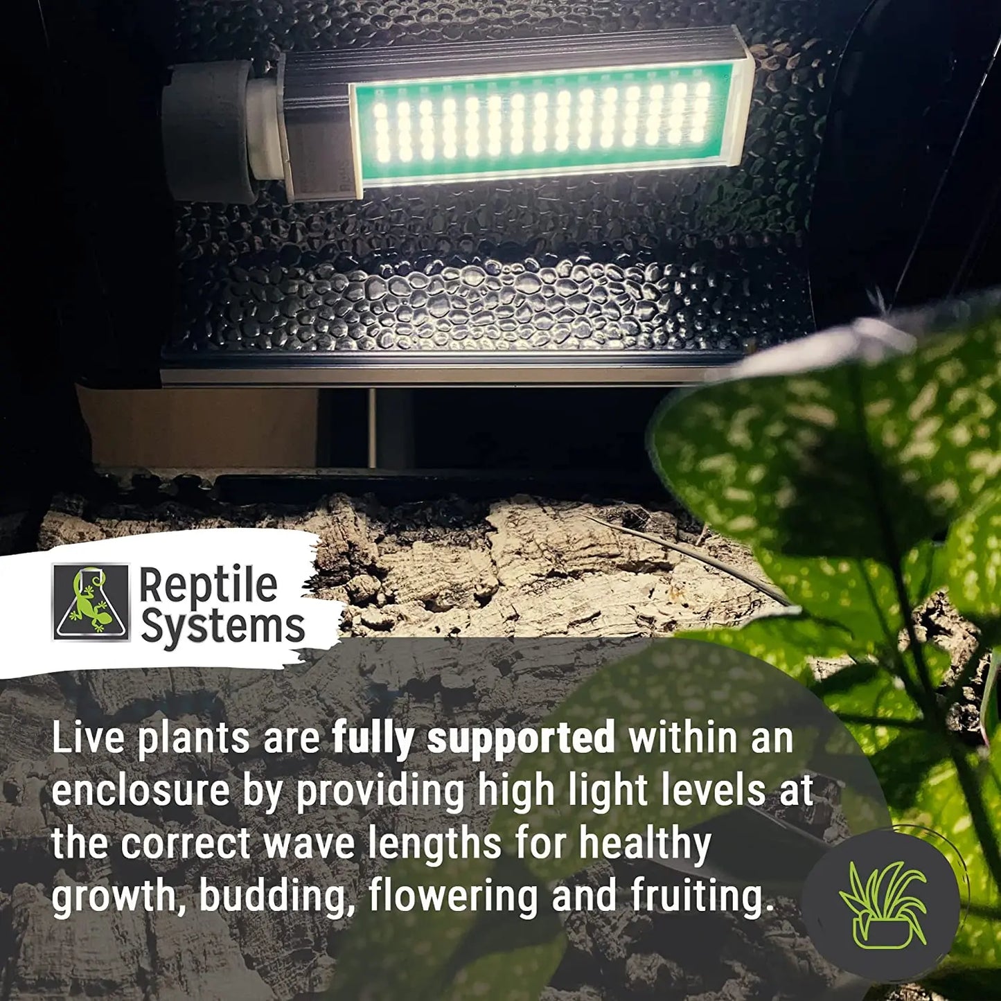 Reptile Systems New Dawn LED 6500K Bulb Lighting for Natural Plant Growth in Terrariums, Vivariums Talis Us