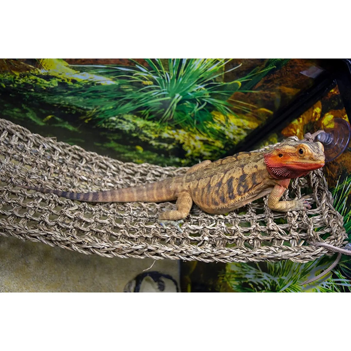 Reptology Castle Hide-Away & Lizard Lounger Bridge Reptile Habitat Decorations Reptology