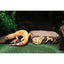 Reptology Reptile Fossil Rock Food/Water Dish Reptology