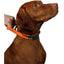 Safety-Grip Control Dog Collar Adjustable Fit Bright Color for Easy Visibility Penn-Plax