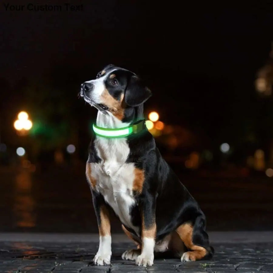Talis LED Light-Up Dog Collar (Micro-USB) Talis Us