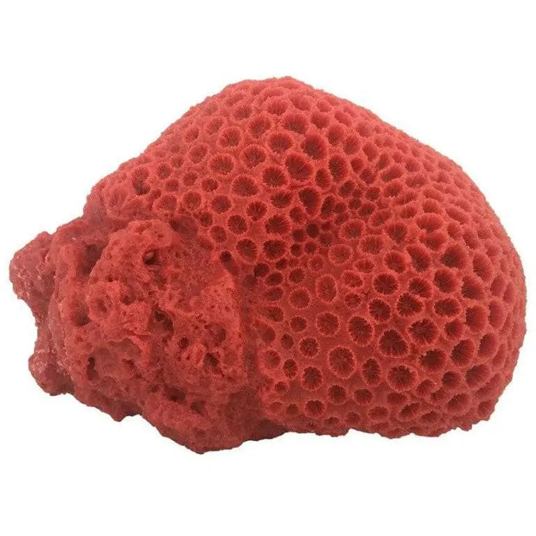 Weco Products South Pacific Coral Brain Ornament Weco CPD