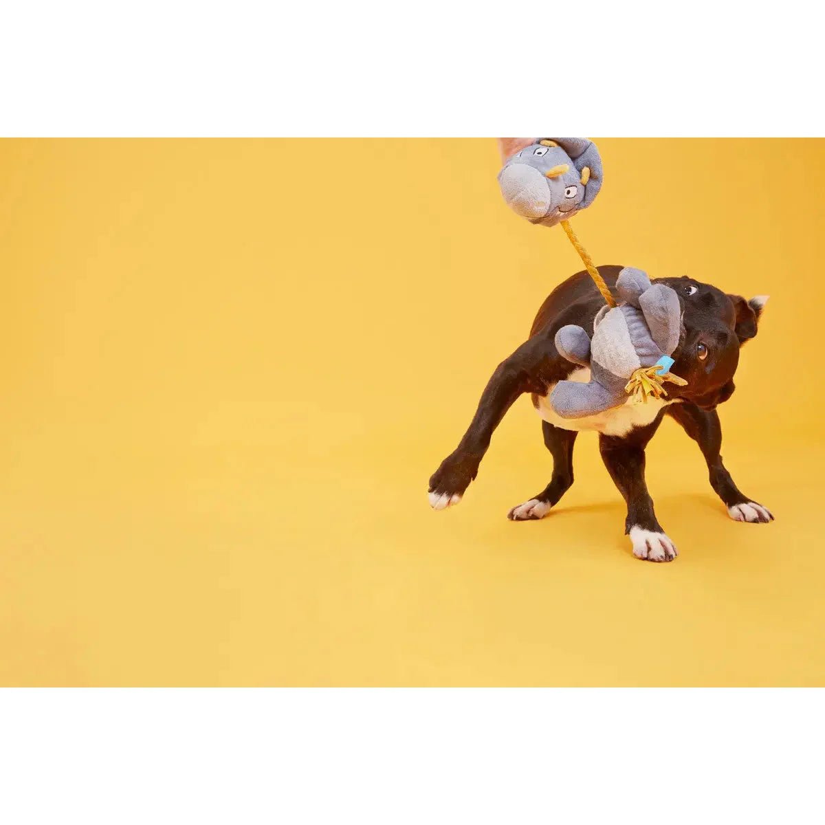 BARK Herbert the Herbivore Dog Toys - Talis Us