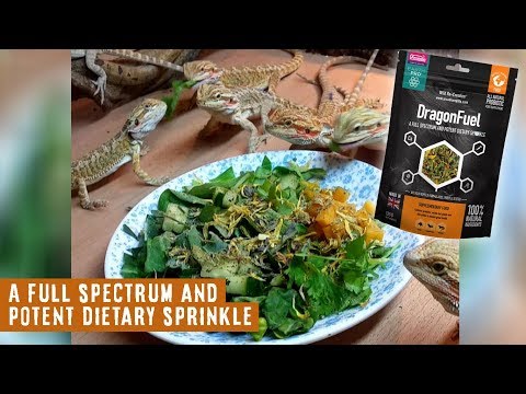 All Natural Bearded Dragon Food! | DragonFuel by Arcadia Reptile