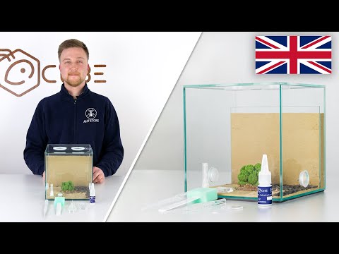 ANTCUBE Starter Kit Combi for ants