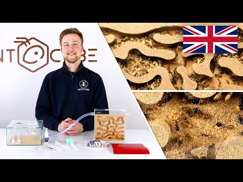 ANTCUBE Starter Kit Cork for ants that nest in wood