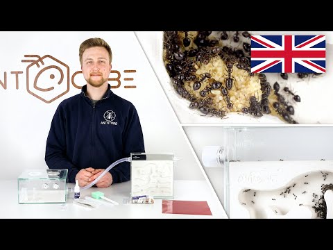 ANTCUBE Starter Kit Gypsum for ants