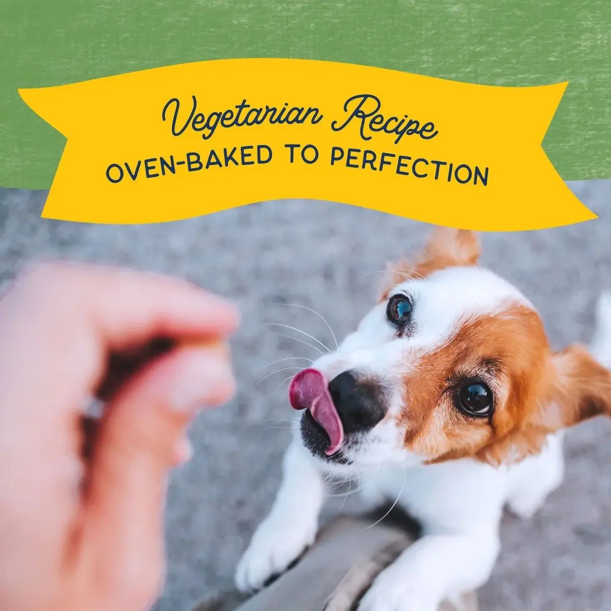 Natural Balance Pet Foods Rewards Crunchy Biscuits Dog Treats - Talis Us