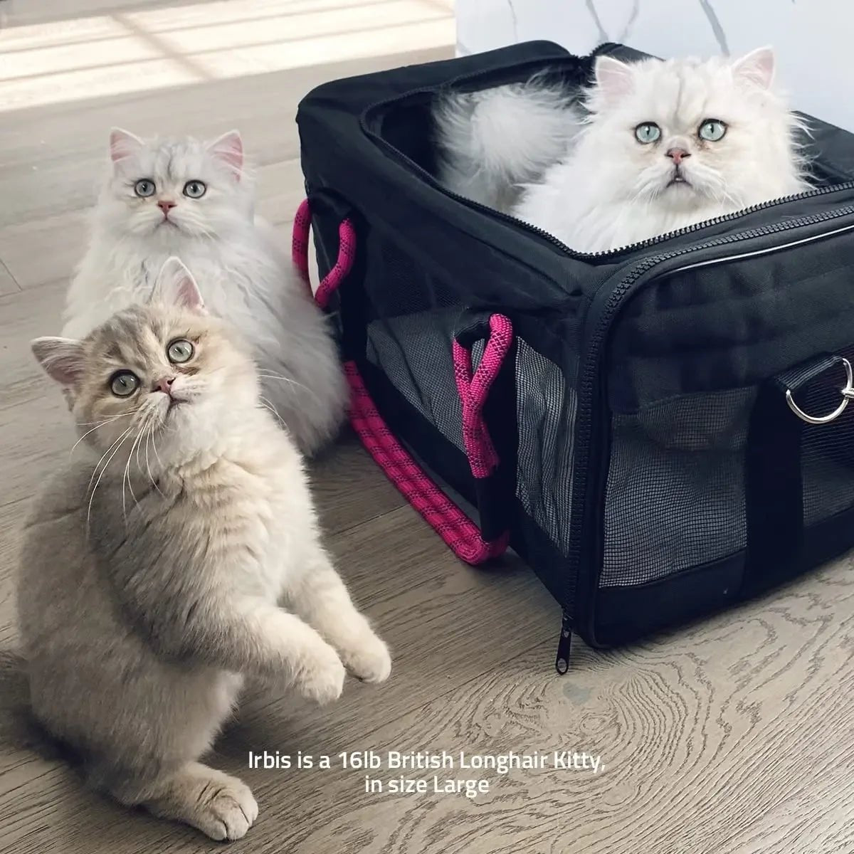 ROVERLUND Airline Compliant Pet Carrier, Travel Bag & Car Seat - Talis Us